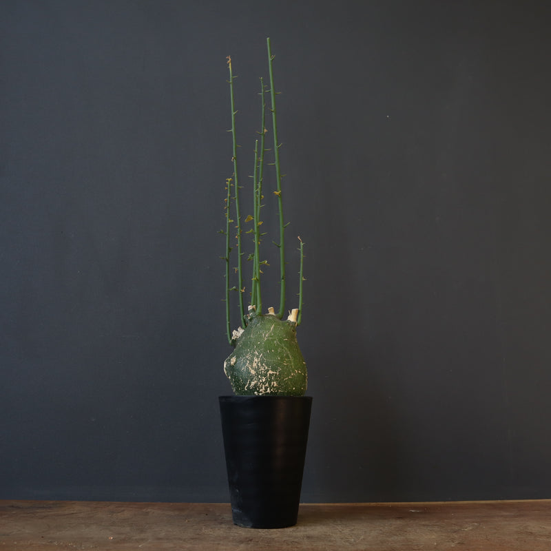 A.プセウドグロボーサ 29