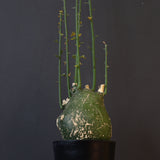 A.プセウドグロボーサ 29