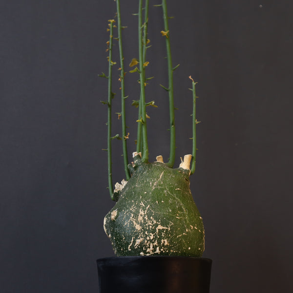 A.プセウドグロボーサ 29