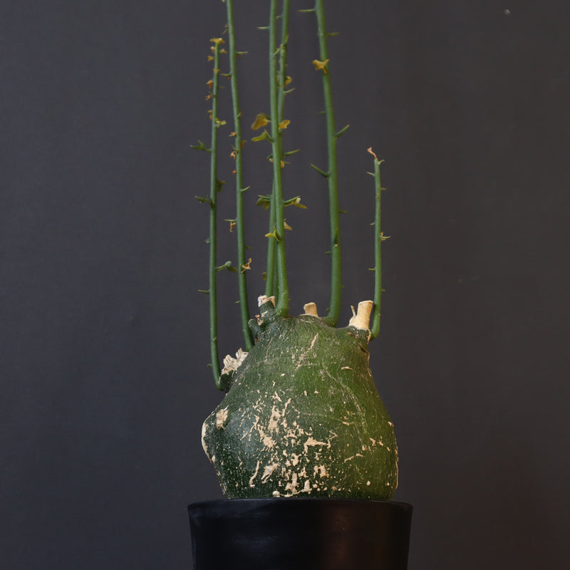 A.プセウドグロボーサ 29