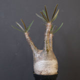 P.グラキリス 1826