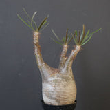 P.グラキリス 1826