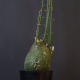 A.プセウドグロボーサ 29