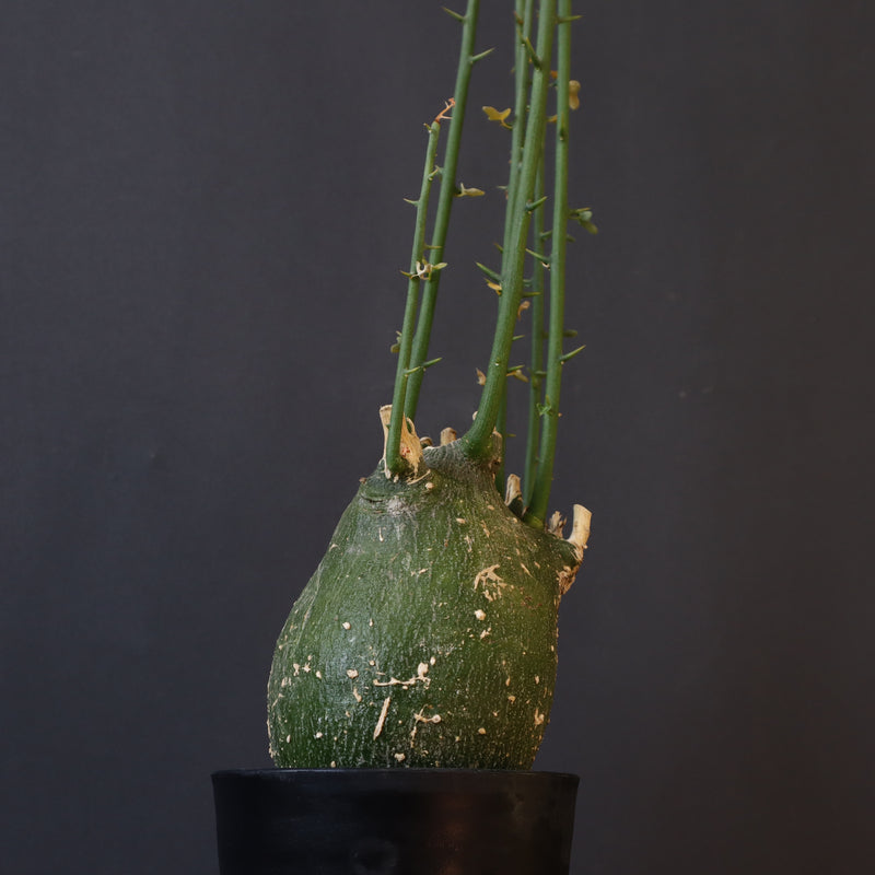 A.プセウドグロボーサ 29