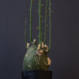 A.プセウドグロボーサ 29