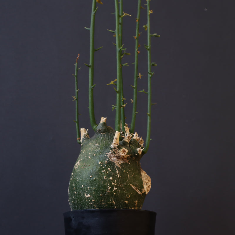 A.プセウドグロボーサ 29