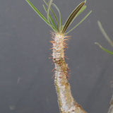 P.グラキリス 1826