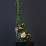 A.プセウドグロボーサ 29