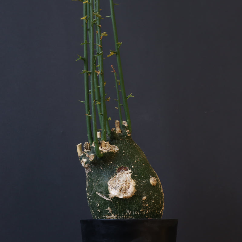 A.プセウドグロボーサ 29