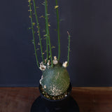 A.プセウドグロボーサ 29