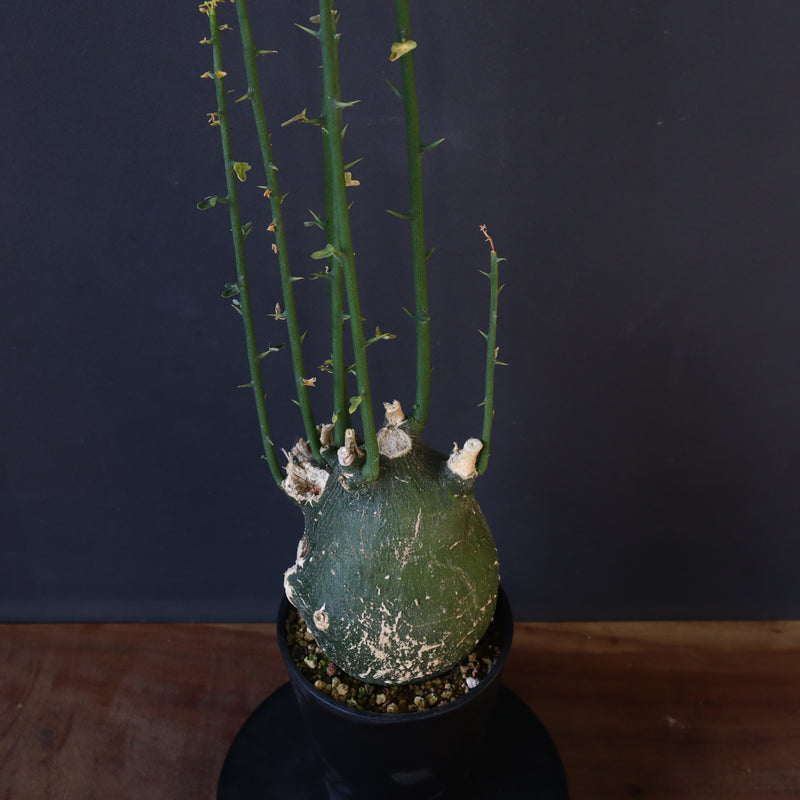 A.プセウドグロボーサ 29