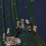 A.プセウドグロボーサ 29