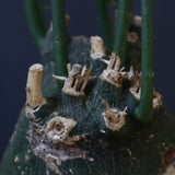 A.プセウドグロボーサ 29