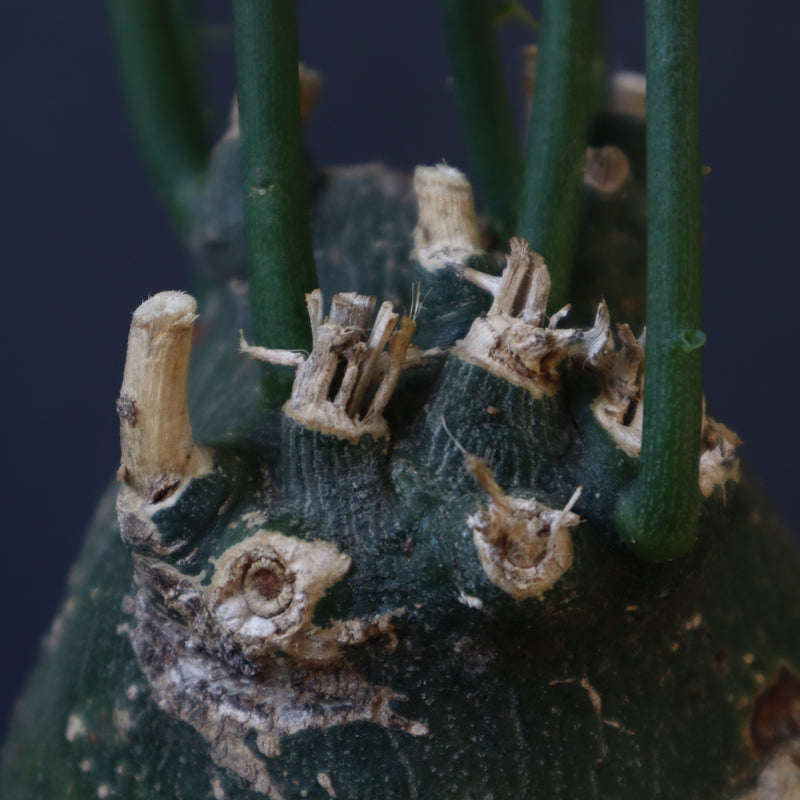 A.プセウドグロボーサ 29