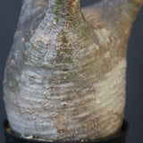 P.グラキリス 1826