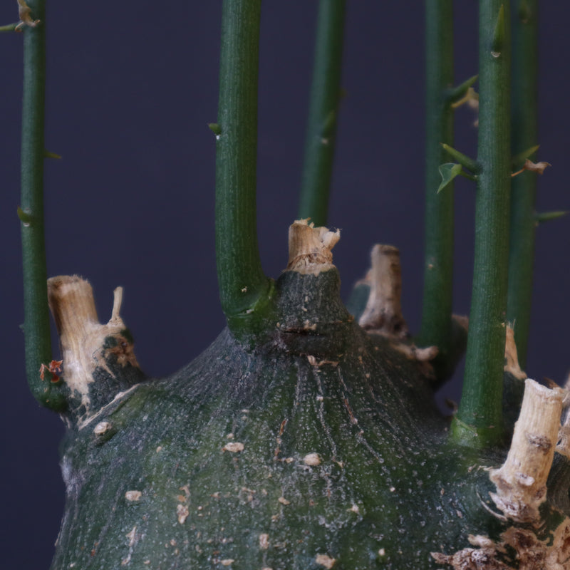 A.プセウドグロボーサ 29