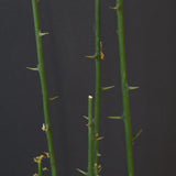 A.プセウドグロボーサ 29