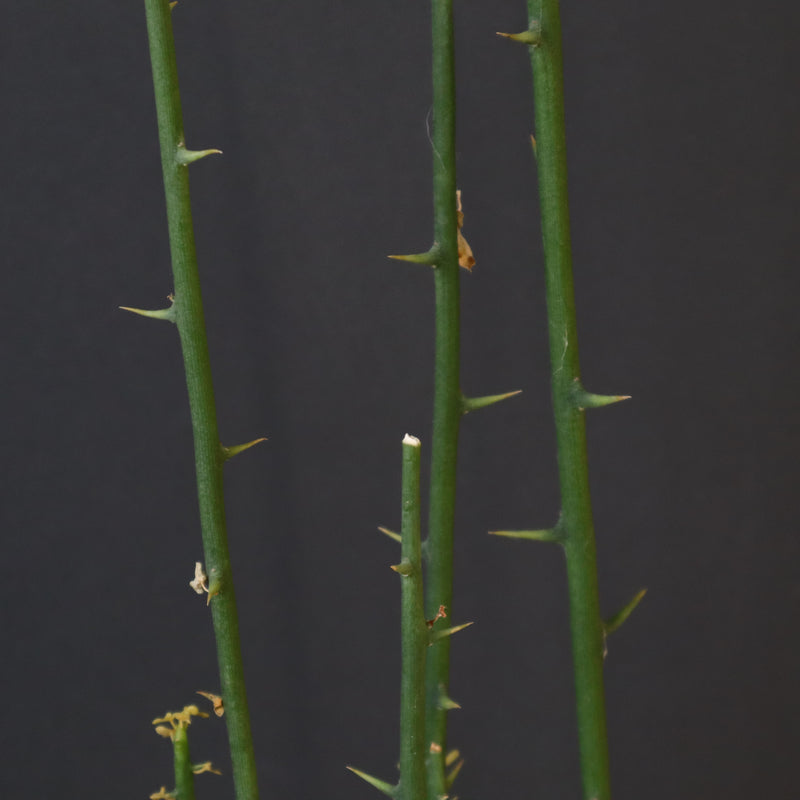 A.プセウドグロボーサ 29