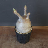 P.グラキリス 1827