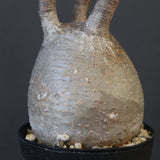 P.グラキリス 1827