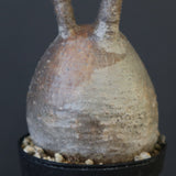 P.グラキリス 1827