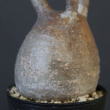 P.グラキリス 1827