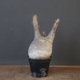 P.グラキリス 1868