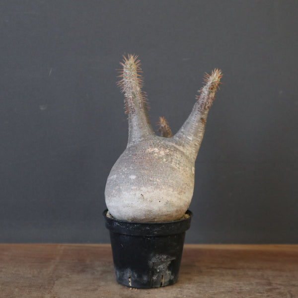 塊根植物 – 8ページ目 – TaiShoDo ONLINE SHOP
