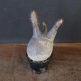 P.グラキリス 1868