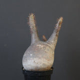 P.グラキリス 1868