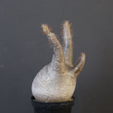 P.グラキリス 1868