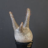 P.グラキリス 1868