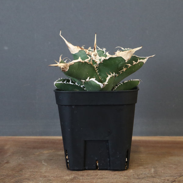 アガベ 緑幽霊 EC341 – TaiShoDo ONLINE SHOP