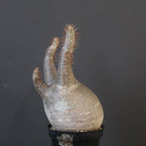 P.グラキリス 1868