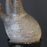 P.グラキリス 1868