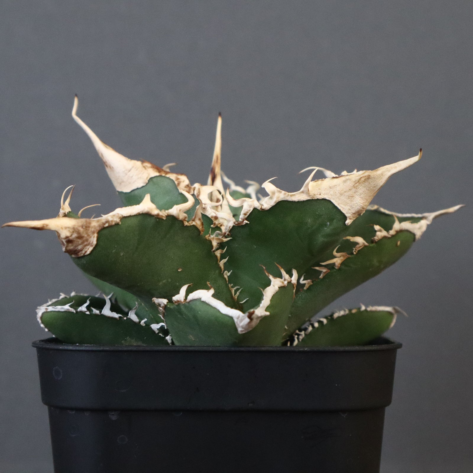 アガベオテロイ　緑幽霊 アガベ 緑幽霊 EC341 – TaiShoDo ONLINE SHOP