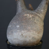 P.グラキリス 1868