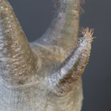 P.グラキリス 1868