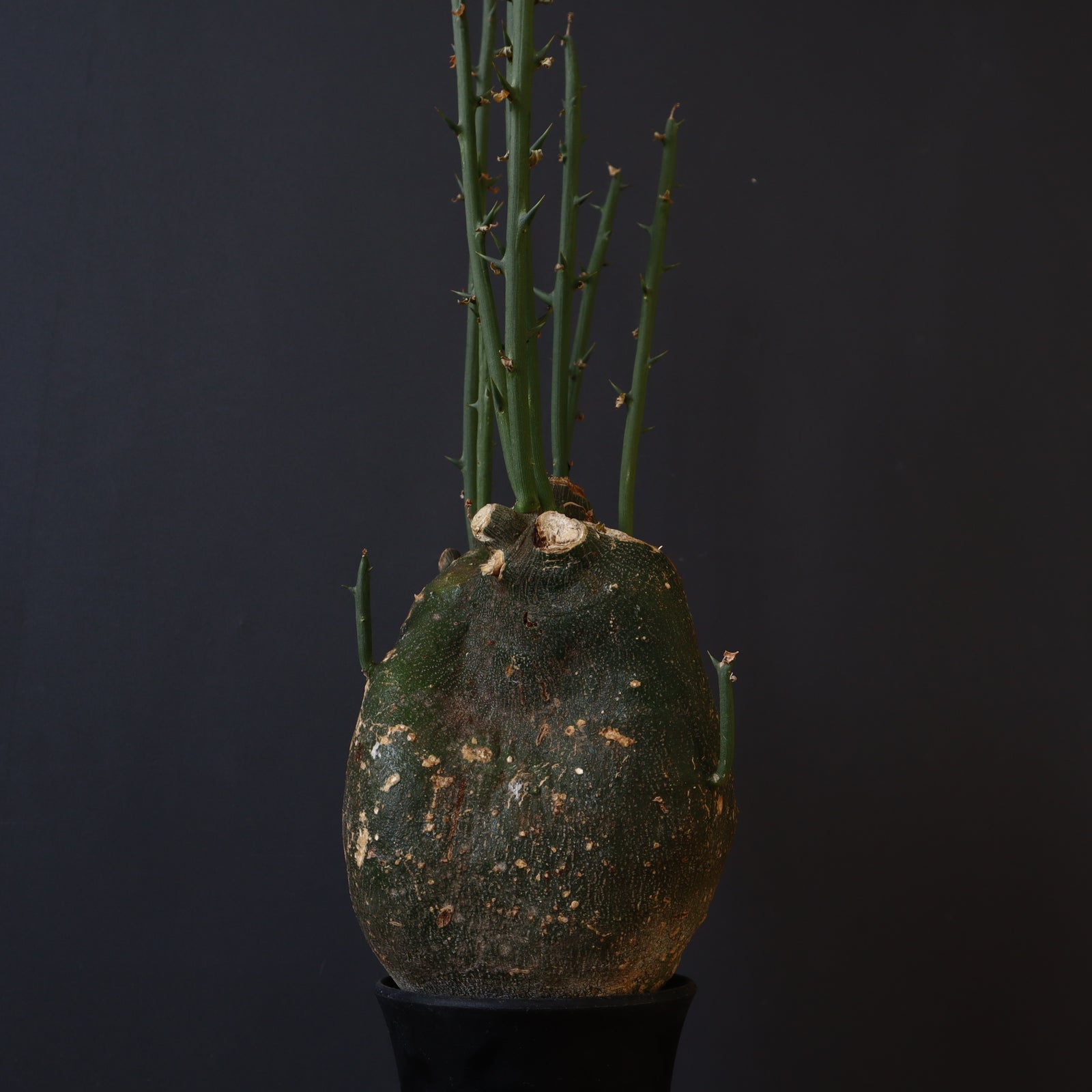 A.グロボーサ 9 – TaiShoDo ONLINE SHOP