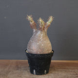 P.グラキリス 1819