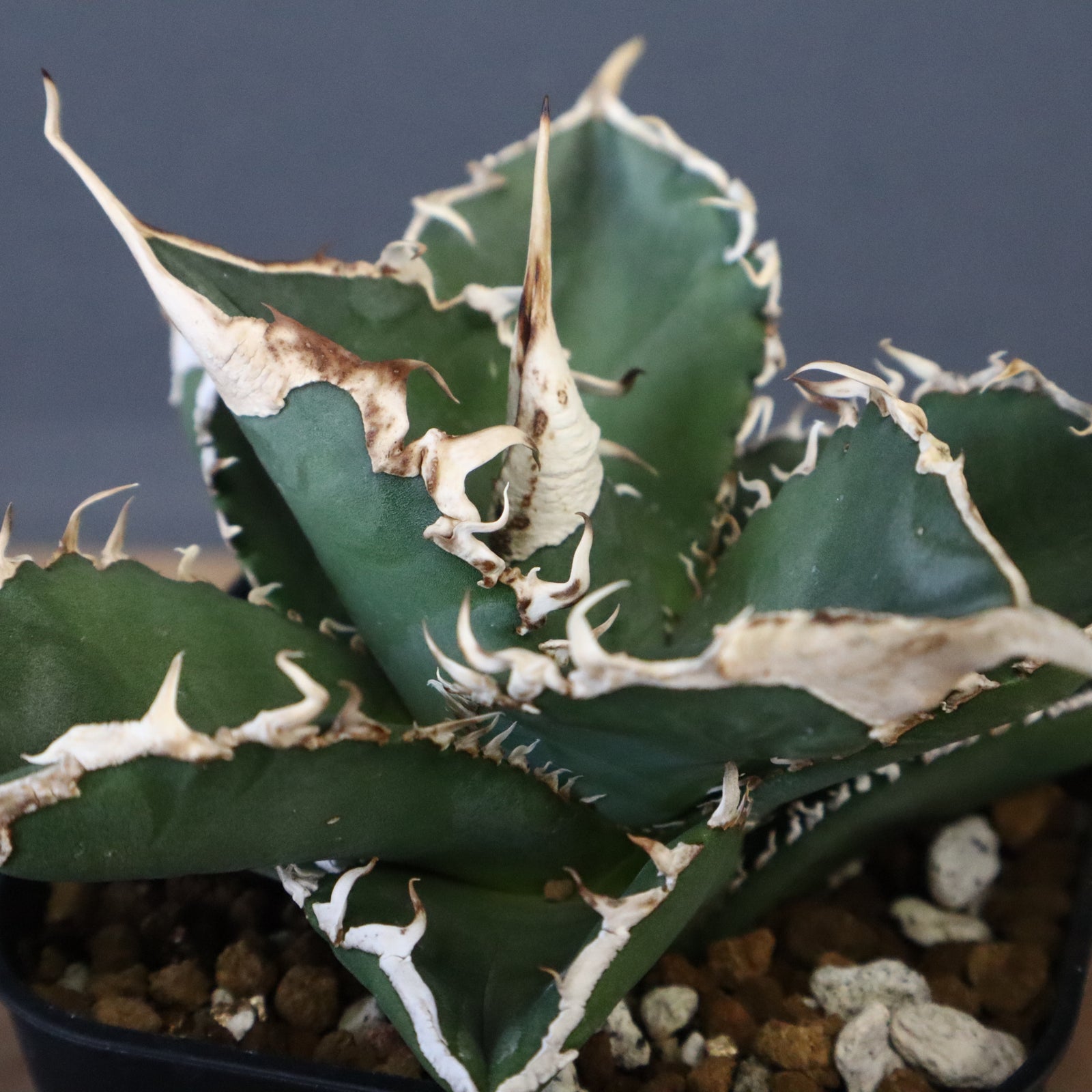 アガベ オテロイ　緑幽霊錦 アガベ 緑幽霊 EC341 – TaiShoDo ONLINE SHOP