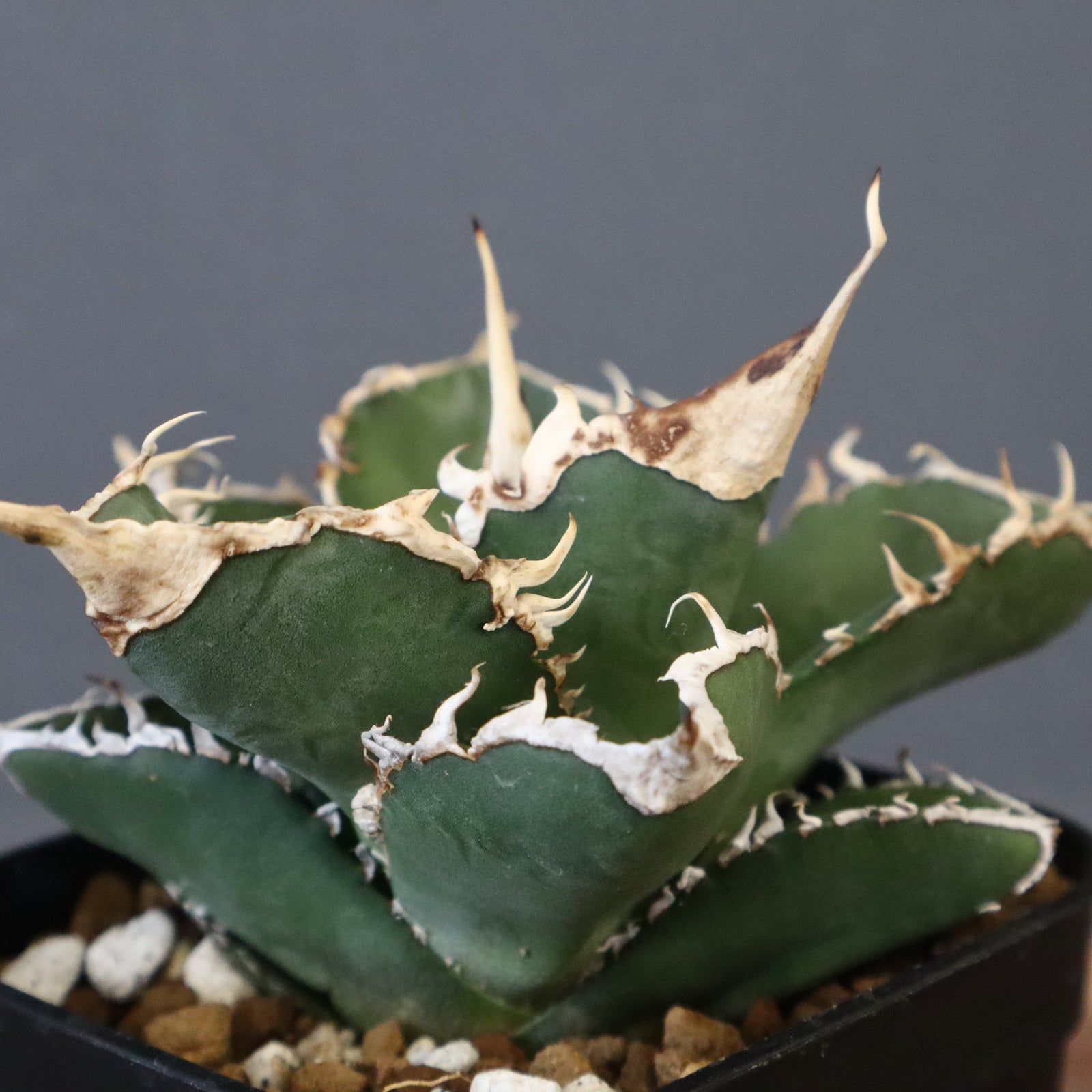 アガベ 緑幽霊 EC341 – TaiShoDo ONLINE SHOP