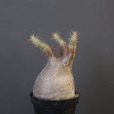 P.グラキリス 1819