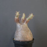 P.グラキリス 1819