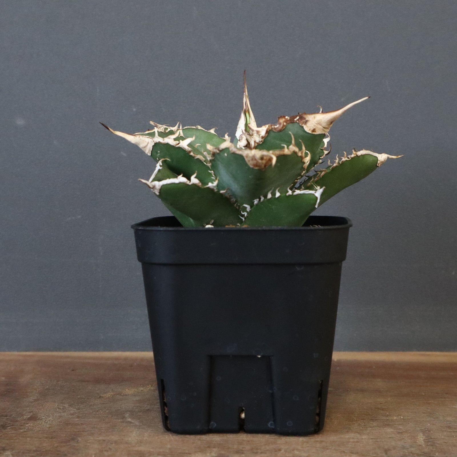 IMG_3147_50b6605d-31fd-4f27- IMG_3147_50b6605d-31fd-4f27-