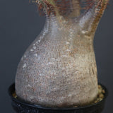 P.グラキリス 1819