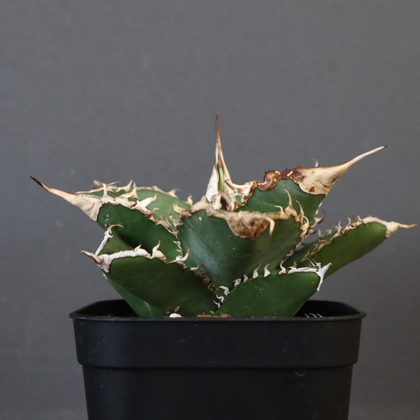 IMG_3148_ff06aabb-2f28-4e1c-