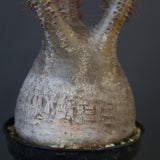 P.グラキリス 1819