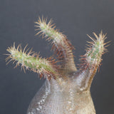 P.グラキリス 1819