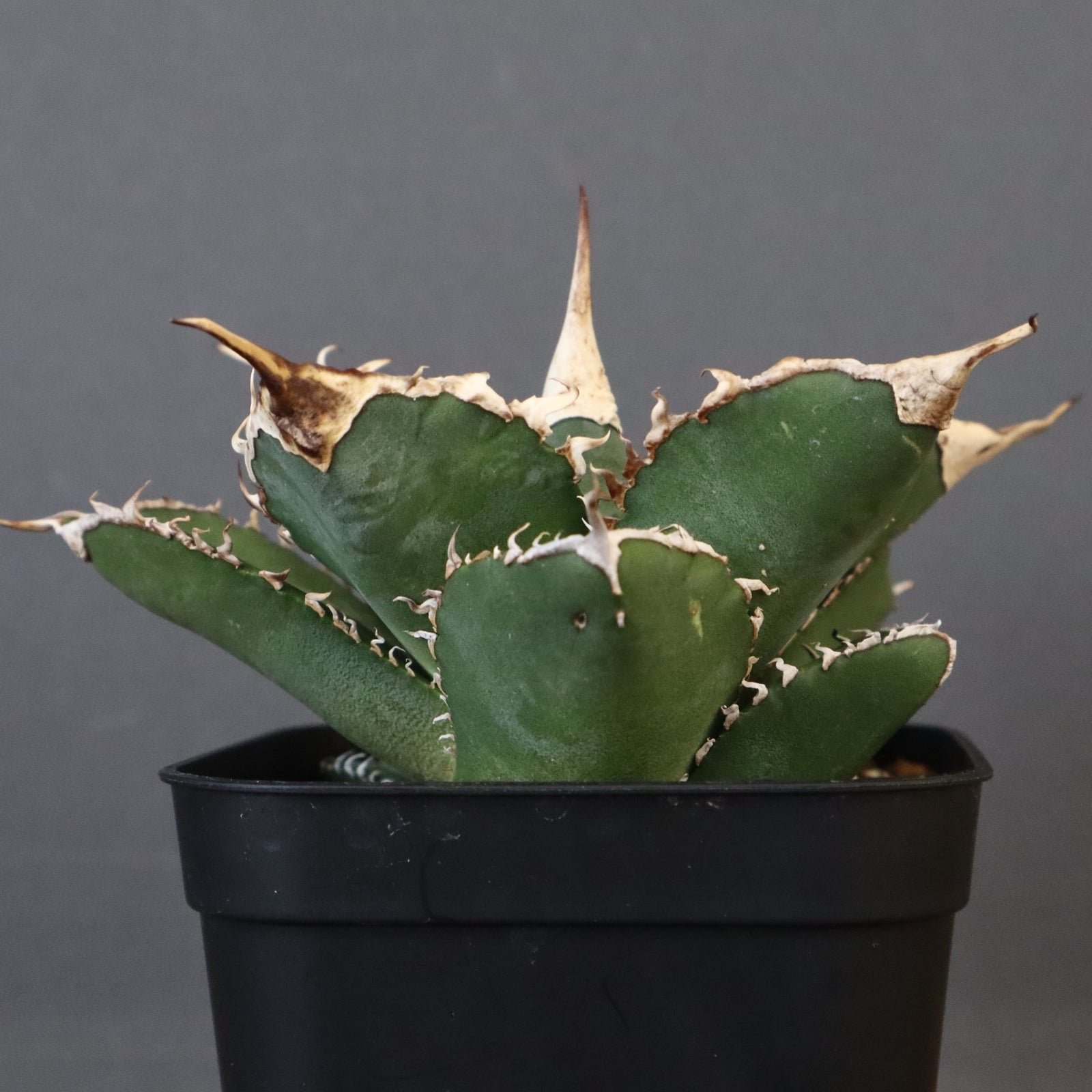 アガベ 緑幽霊 EC344 – TaiShoDo ONLINE SHOP